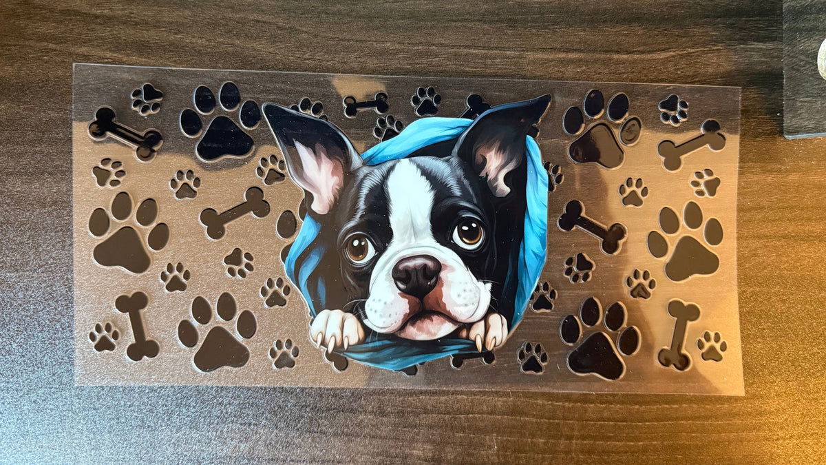 Boston Terrier